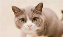 猫咪的小店_2000字