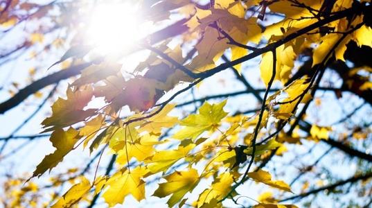 堕落的叶子_750字