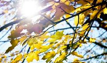 落叶的诉说_750字