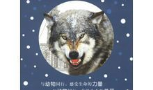 动物冒险记_3000字