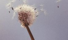 假如我是一朵蒲公英_700字