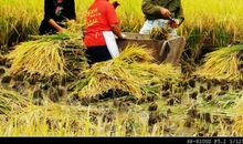 秋天的播种_1200字