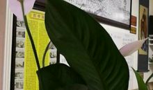 关于命运的作文：命运掌握在自己手中_1000字