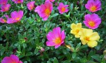 初三议论文：花开花谢花有期_1500字