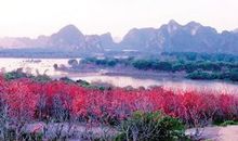 鲜花啊——那片深情厚谊_1000字