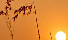 寂寞的秋天_550字