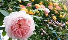 我也算是养花人_550字