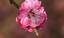 顽强的梅花_250字