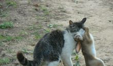 猫狗兔的故事_600字