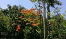 名树博览园_350字