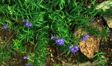 人生当如夏花之绚烂_1200字