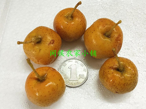 浸泡陈山楂_500字