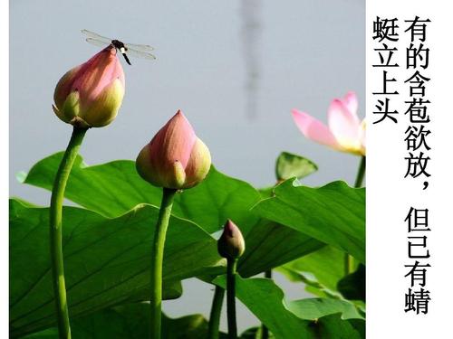 莲花的组成：莲花自我演示_550字