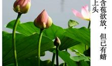 关于荷花的作文：荷花的自述_550字