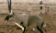 读《救救藏羚羊》有感_550字