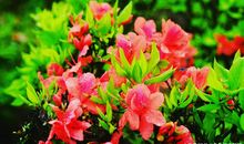 杜鹃花的清香_750字