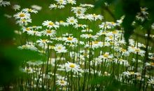 初三议论文：开在心中的花（二）_650字