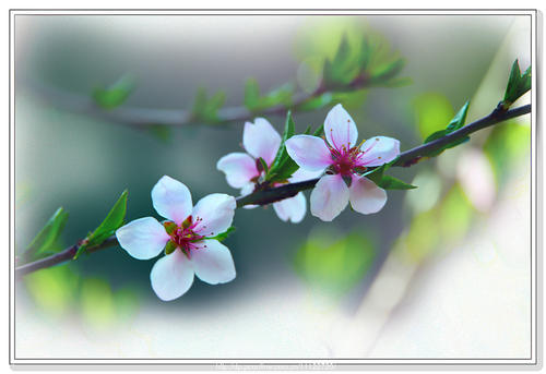 生活就像3月花_750字