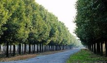 校园里的香樟_1200字