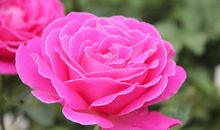 朴素的月季花_500字