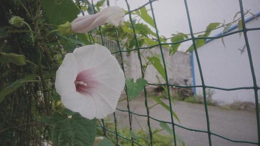 脚踝上的雨天_1500字