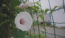 脚踝上的雨天_1500字