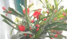 关于荷花的作文：我爱令箭荷花_550字