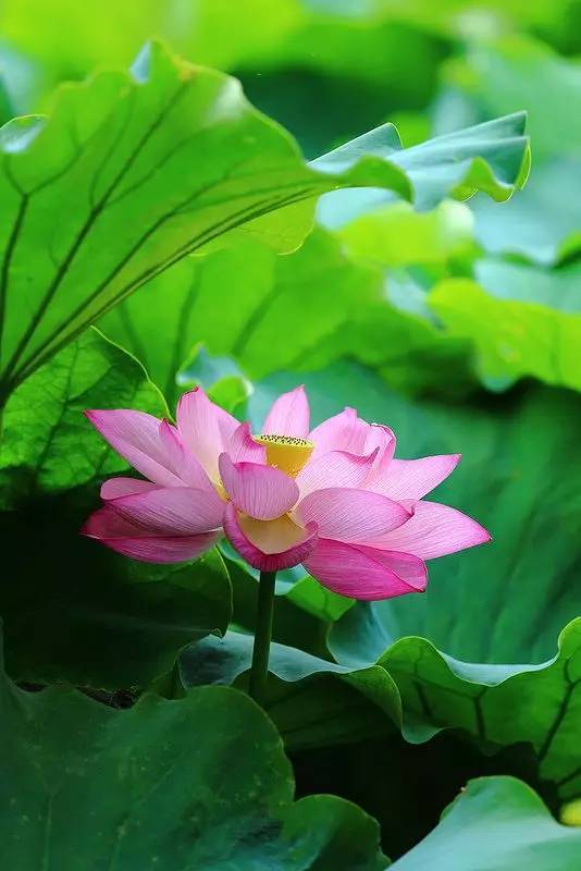 莲花的构图：湖中的湖_500字