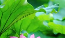 关于荷花的作文：湖中的荷花_500字