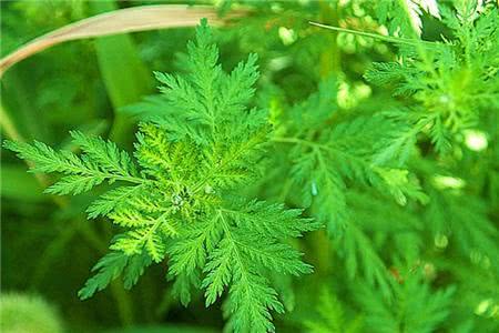 草的命运_450字