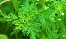 一株小草的命运_450字