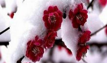 零落成泥碾作尘_1000字