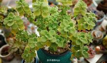 初一状物作文：碰碰香_750字