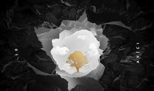 人类，醒悟吧！_700字