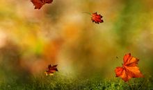 [2016期末征文]秋天的思绪_400字