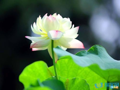 莲花的组成：莲花（2）_450字