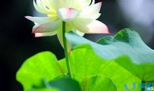 关于荷花的作文：荷花的自述（二）_450字