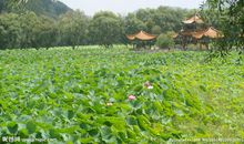 关于荷花的作文：荷花池_500字