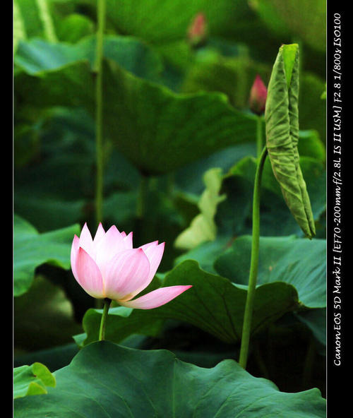 莲花的构图：莲花在初夏_500字