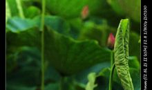 关于荷花的作文：初夏的荷花_500字