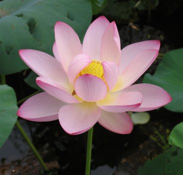 莲花的构图：美丽的莲花_700字