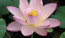 关于荷花的作文：美丽的荷花_700字