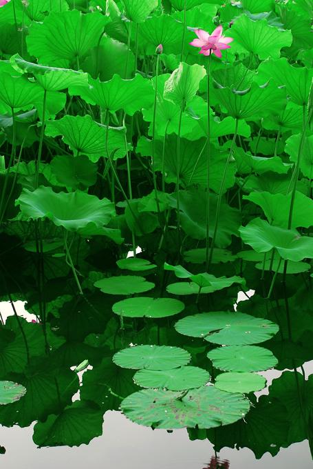 用莲花组成：jamsum湖的莲花_550字