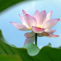 莲花的构图：爱莲花（2）_700字