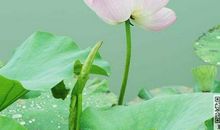 关于荷花的作文：喜爱荷花_650字