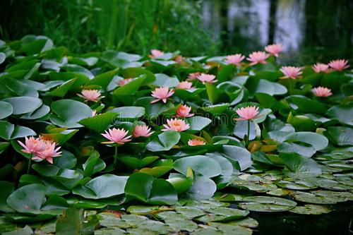莲花的构图：莲花四季_550字