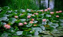 关于荷花的作文：荷花的四季_550字