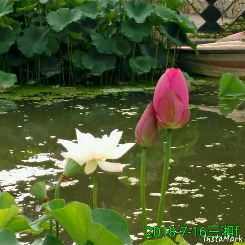 莲花上的组成：莲花池（2）_500字