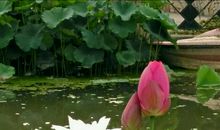 关于荷花的作文：荷花池（二）_500字