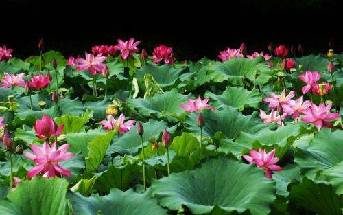 莲花的构图：夏天莲花_350字